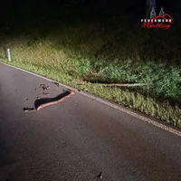 2025-11-01 - THL 1 - klein - Baum auf Straße.png
